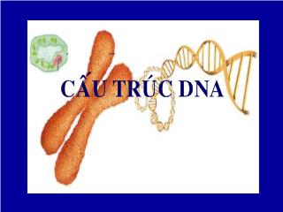 Cấu trúc DNA