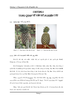 Tách chiết, tinh sạch và cố định enzyme bromelin từ dứa